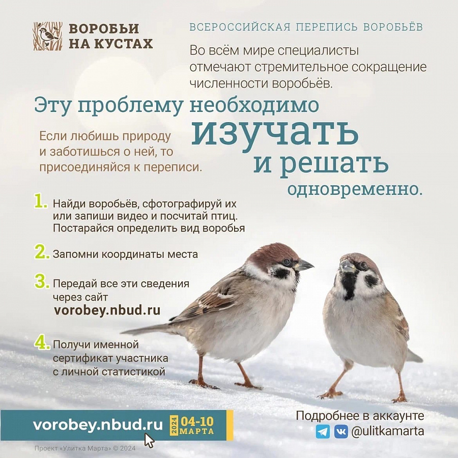 Приглашаем к участию во Всероссийской переписи воробьёв, которая будет проводиться с 4 по 10 марта 2024 года.