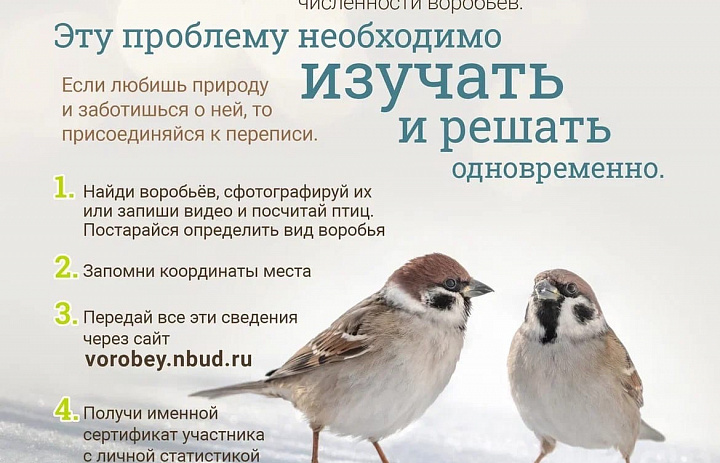 Приглашаем к участию во Всероссийской переписи воробьёв, которая будет проводиться с 4 по 10 марта 2024 года.