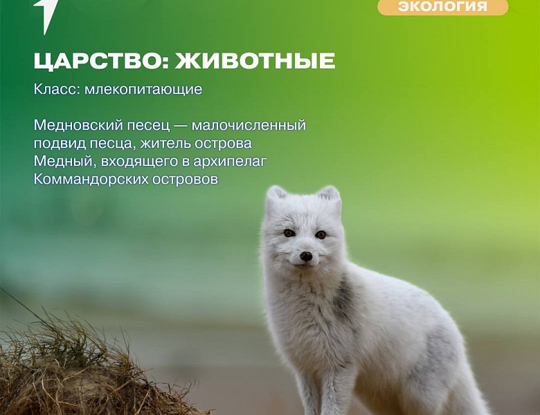 Движение Первых Экология