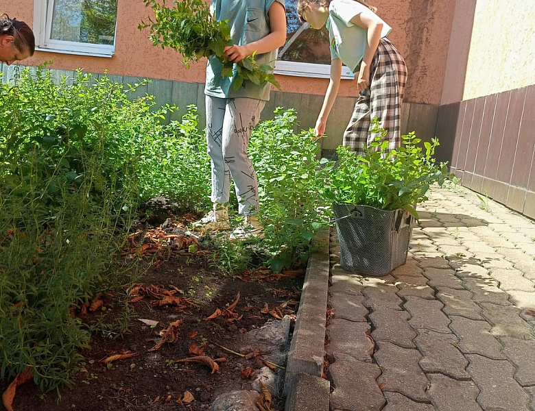 В объединении «Комнатное и приусадебное цветоводство» руководитель Буряченко М.А., несмотря на летние каникулы, кипит жизнь