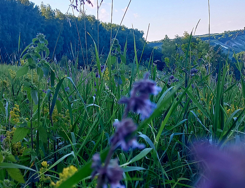 Уголки природы Родного края...