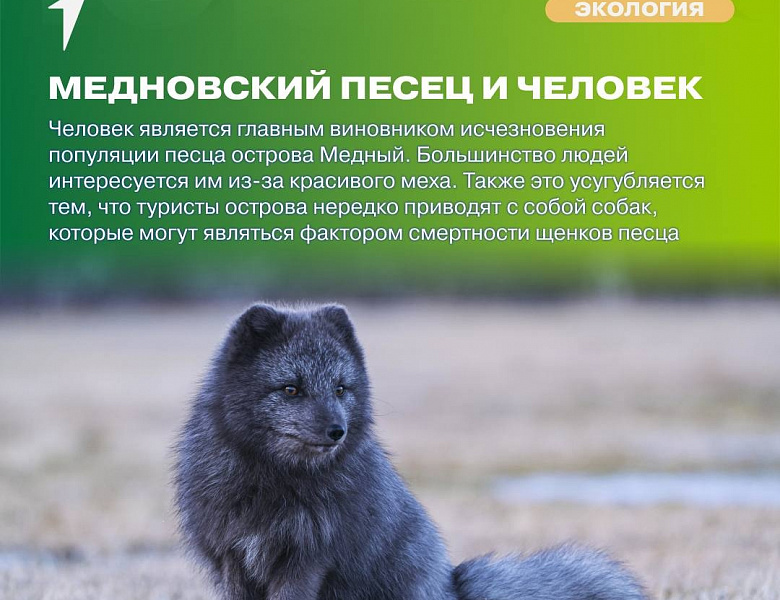 Движение Первых Экология