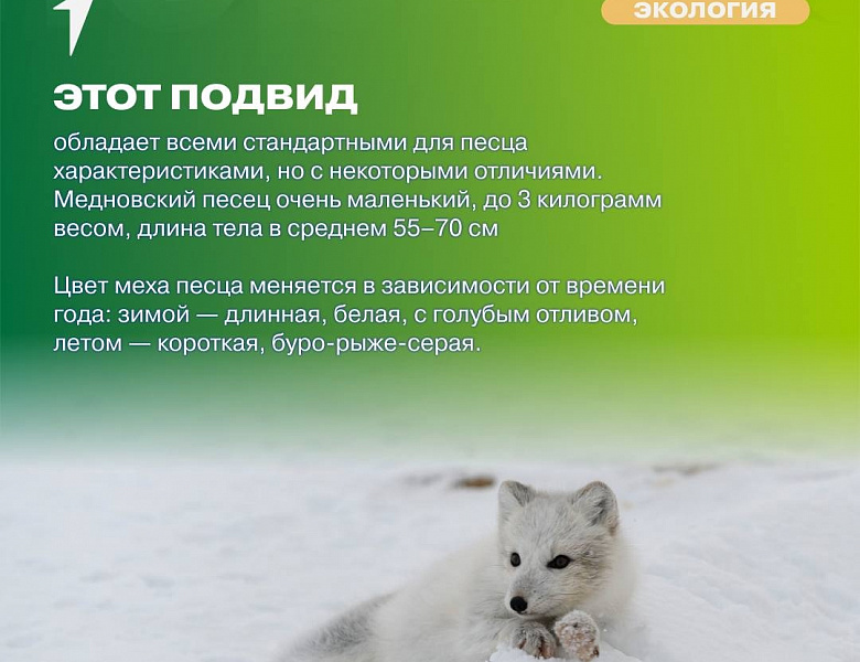 Движение Первых Экология