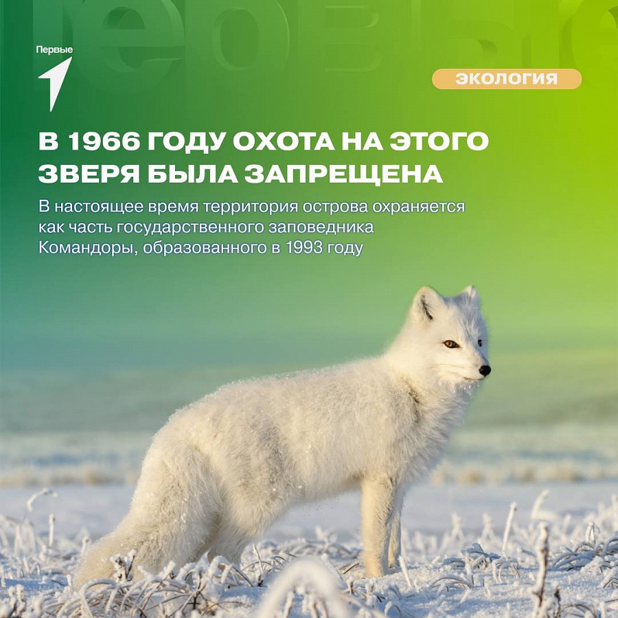 Движение Первых Экология
