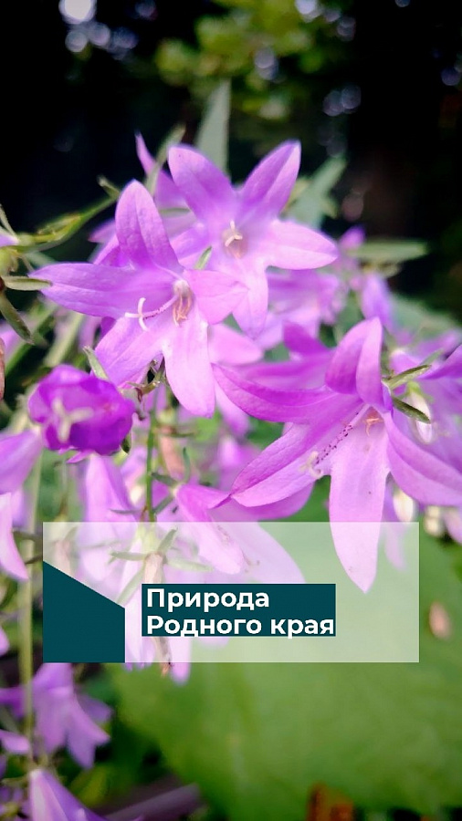 Природа Родного края...