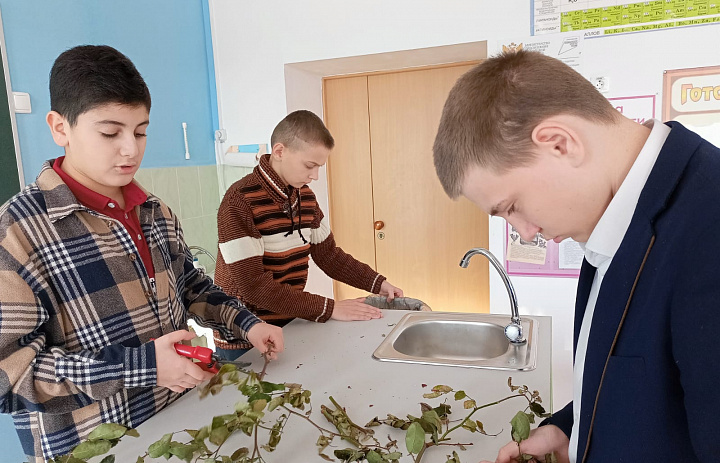  Приемы черенкования роз