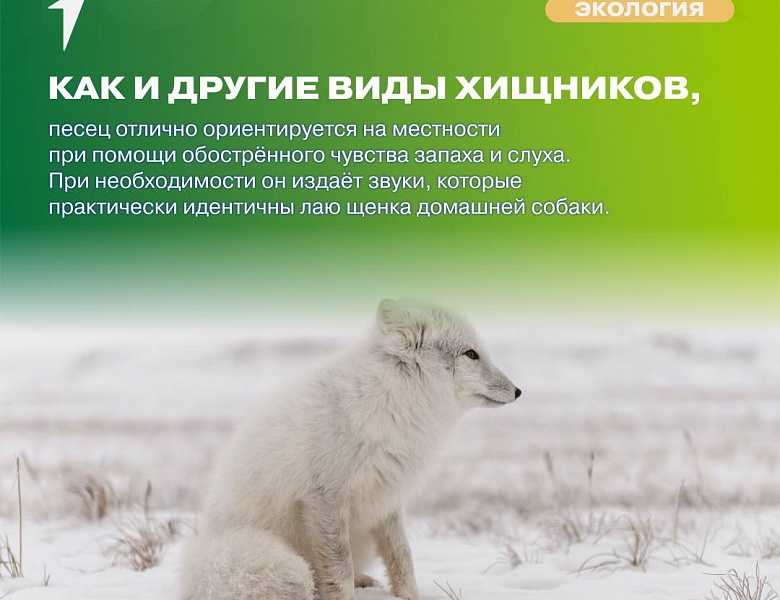 Движение Первых Экология